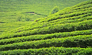 Чайные плантации Босон