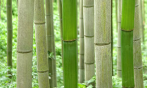 Музей бамбука