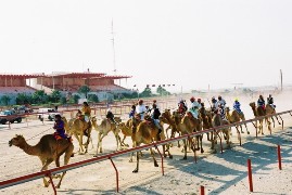 Аль Шаханийя, верблюжьи бега